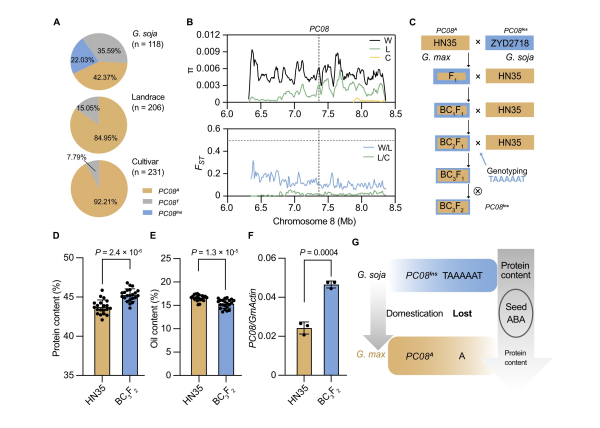 研究揭示大豆驯化中遗失的蛋白含量调控位点