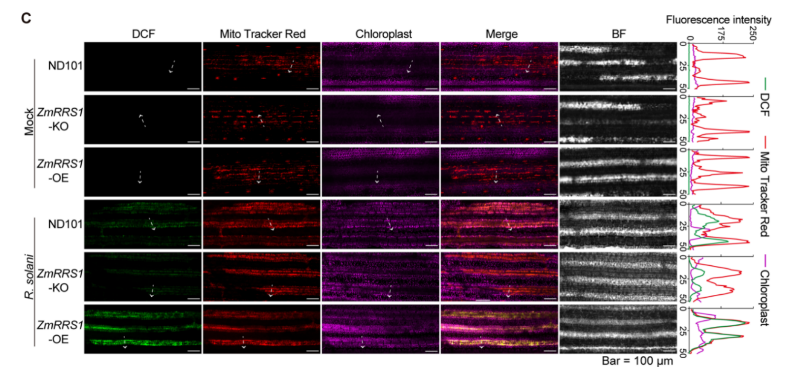 中国农业大学植保学院朱旺升研究团队发现ZmWRKY44-ZmRRS1模块正调控玉米纹枯病抗性