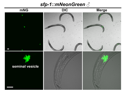 华中科技大学生命学院龚健科教授团队揭示雄性特异蛋白调控衰老新机制
