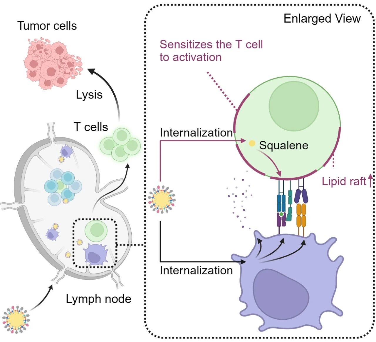 清华大学药学院蒯锐课题组研发增强抗肿瘤免疫应答的固体自乳化纳米疫苗