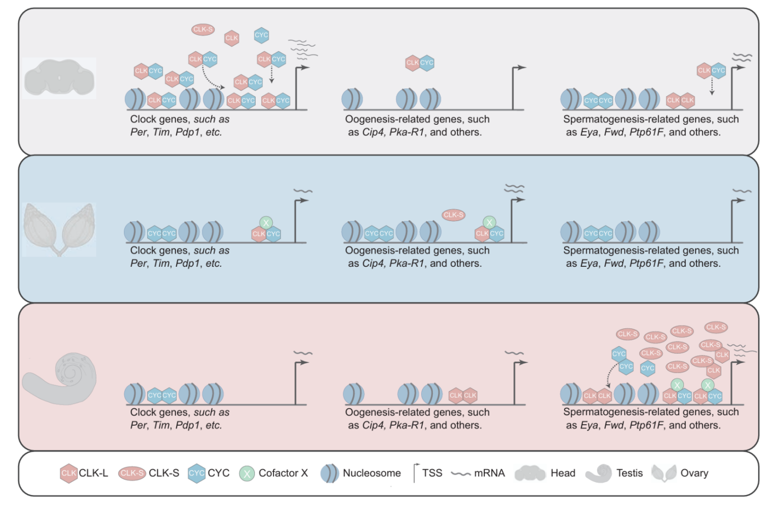 中国农业大学植保学院杜娟教授团队揭示组织特异性CLOCK可变剪接异构体影响果蝇生殖适应度