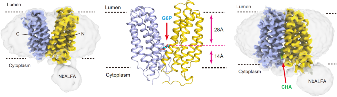 清华大学药学院陈立功团队合作揭示人葡萄糖-6-磷酸转运体G6PT的转运和抑制机制