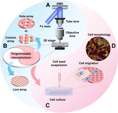 可编程细胞芯片设计制备与浸润性调控取得进展
