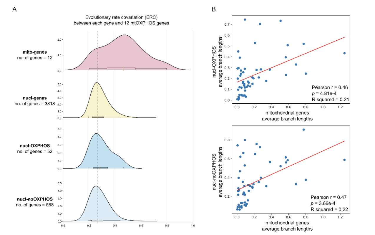 中国农业大学植保学院彩万志、李虎教授团队揭示了甲虫核基因与线粒体基因不一致现象的演化过程