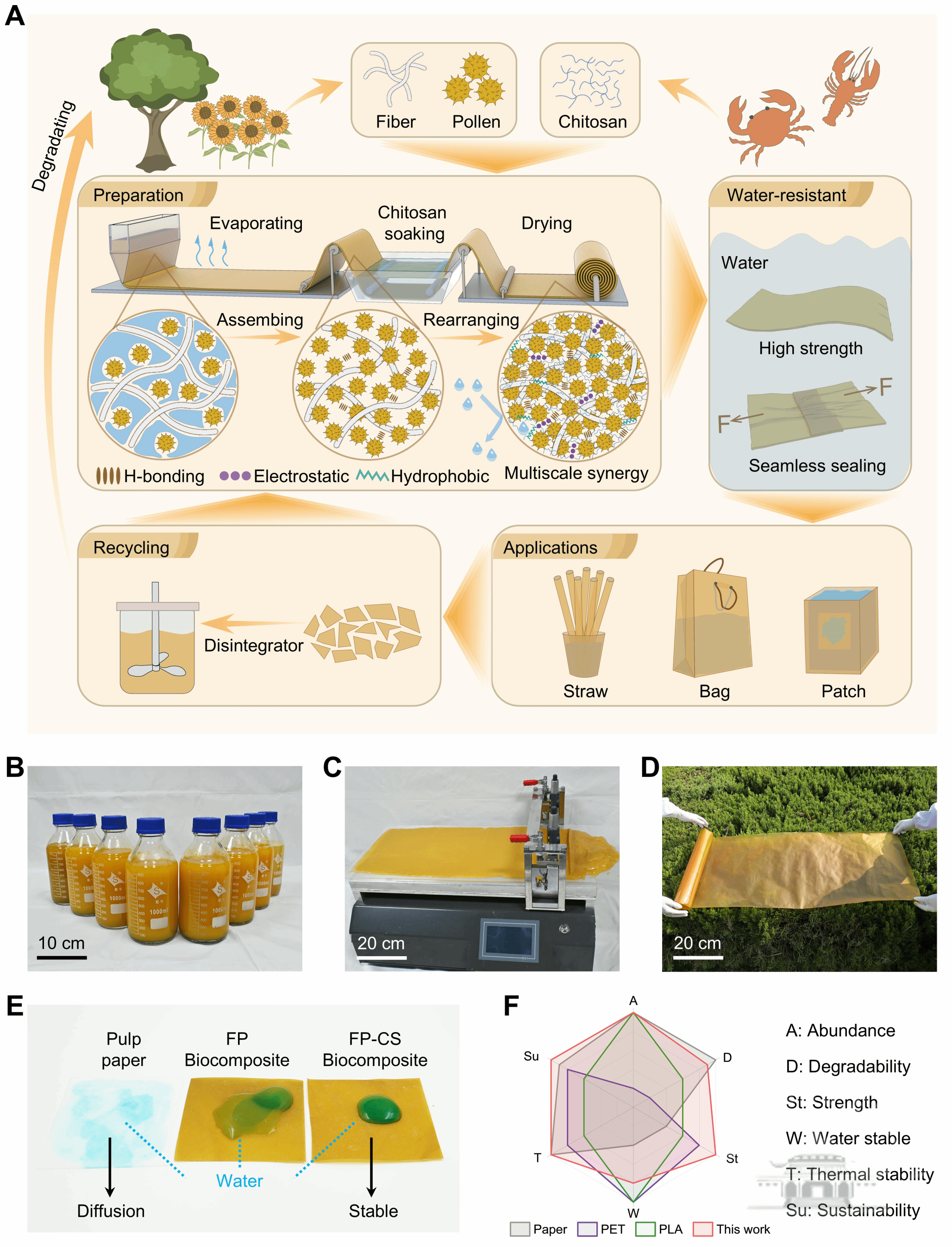 武汉大学邓红兵/赵泽团队为“以废治塑”提供新方案