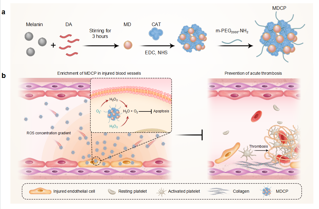 东南大学附属中大医院介入与血管外科在预防急性血栓形成的研究中取得新进展