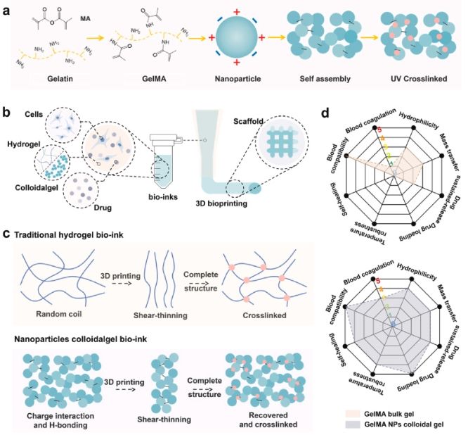 大连理工大学生物工程学院科研团队在胶体凝胶生物墨水开发领域实现重大突破