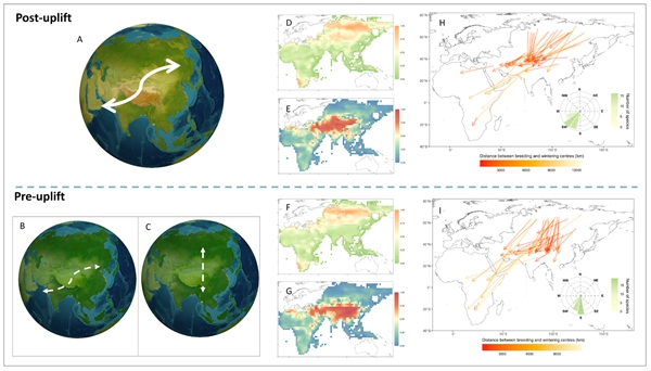 研究阐明青藏高原隆升通过亚洲季风系统驱动鸟类迁徙方向改变