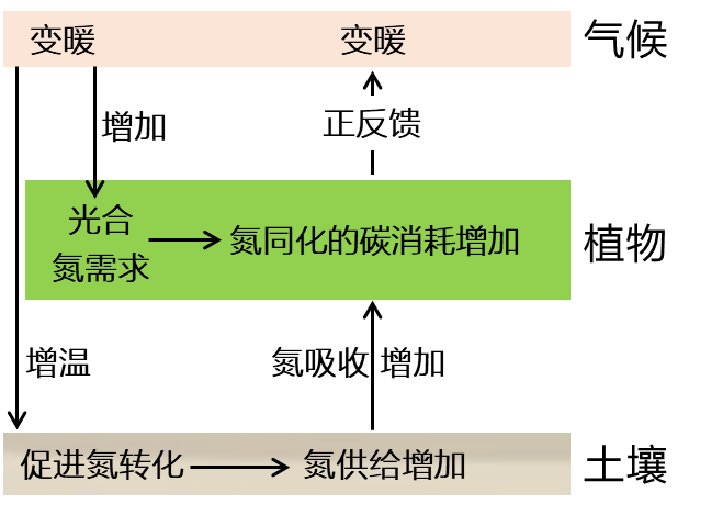 研究揭示陆生植物氮同化的碳消耗及其气候响应新机制