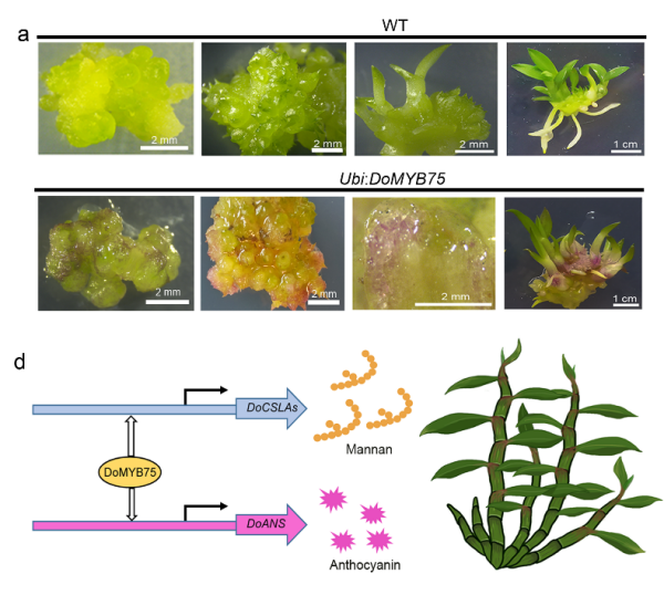 研究提出铁皮石斛多糖和花青素生物合成新机制