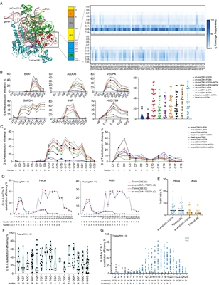 西北农林科技大学(755)羊遗传改良与生物育种团队在小型化CRISPR工具开发方面取得新突破