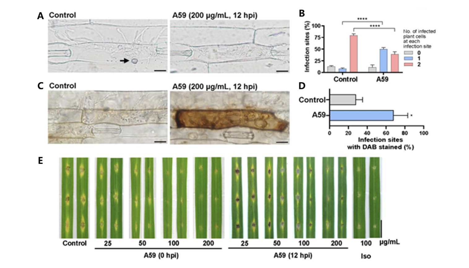 中国农业大学植保学院刘俊峰、王冬立团队报道Pmk1可作为兼具预防和治疗功能的杀菌剂靶标