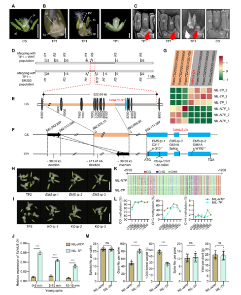 科学家破解小麦“三胞胎”之谜