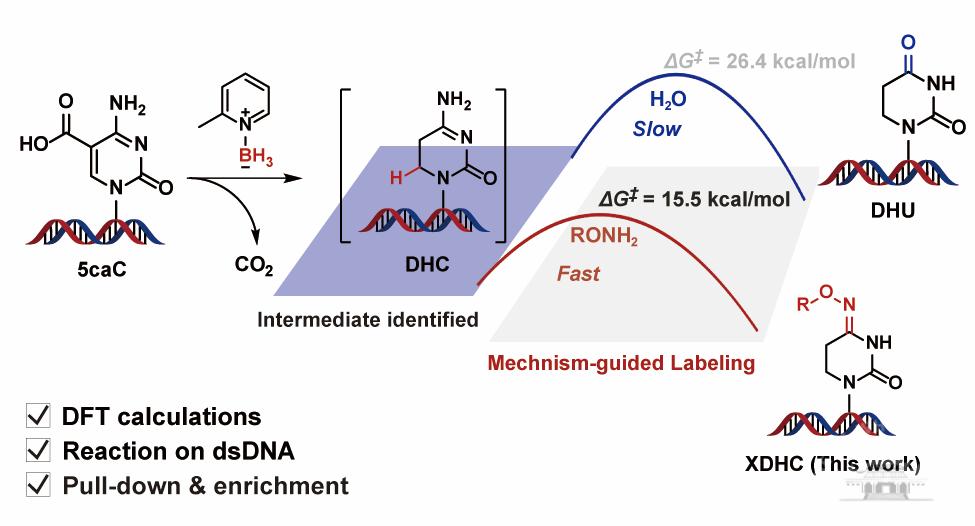 武汉大学刘艺斌/周翔联合北京大学余志祥在核酸修饰化学标记取得研究进展