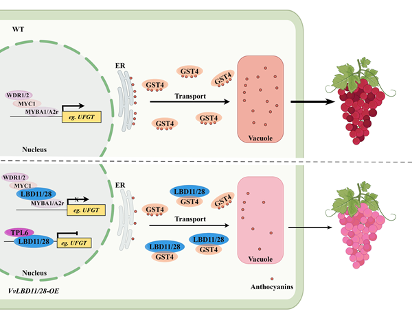 西北农林科技大学（760）葡萄酒学院房玉林/孟江飞教授团队在揭示氮响应转录因子VvLBD11/28调控葡萄果实花色苷积累机制方面取得新进展