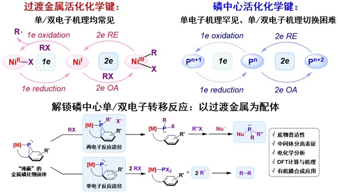 清华大学化学系张韶光团队提出磷中心以单电子和双电子途径活化卤代烃新策略