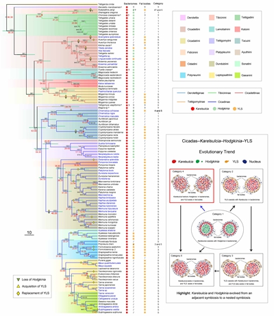 西北农林科技大学(764)植保学院魏琮教授课题组蝉科昆虫与微生物协同演化研究取得新突破