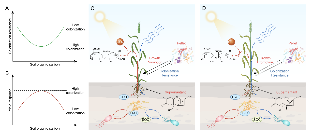 中国农业大学资环学院张福锁院士团队倪斌教授课题组发文揭示土壤有机碳介导的宿主免疫机制