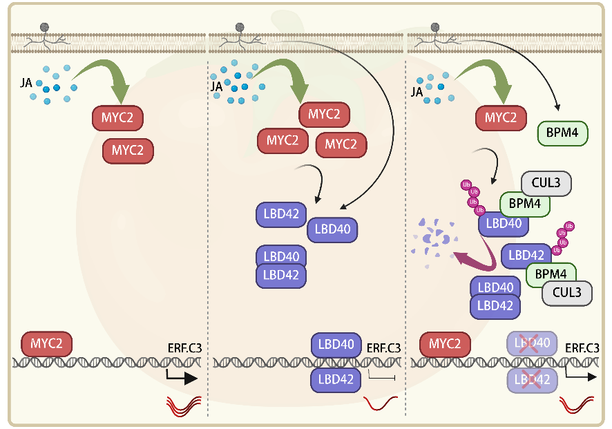 中国农业大学园艺学院郭仰东、张娜团队解析番茄生长和防御动态平衡密码
