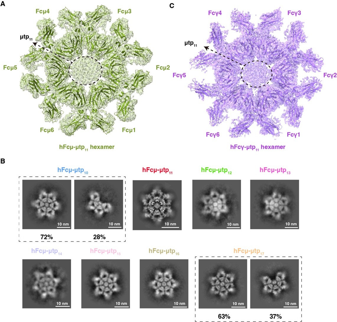 北京大学生命科学学院肖俊宇和高宁研究组联合发表多聚抗体设计策略
