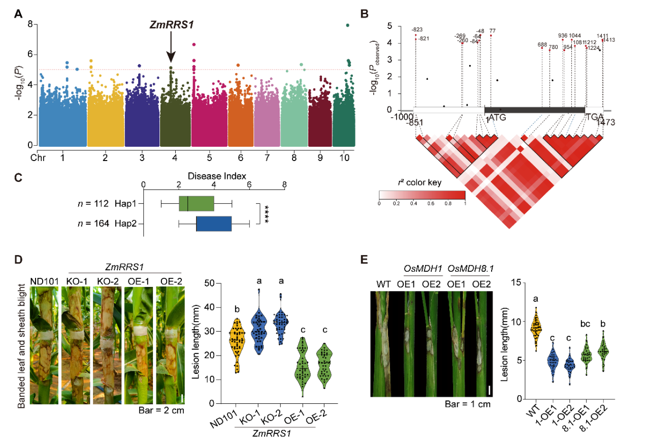 中国农业大学植保学院朱旺升研究团队发现ZmWRKY44-ZmRRS1模块正调控玉米纹枯病抗性