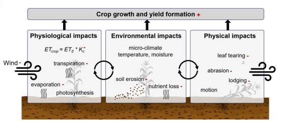 北京师范大学国家安全与应急管理学院副教授徐佳路团队在Nature Communications发文揭示风速对玉米生产的重要作用
