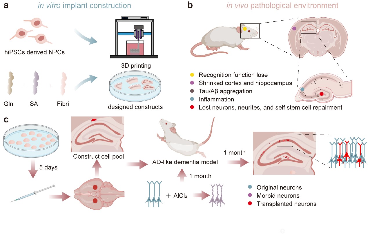 清华大学机械系林峰、宋宇团队实现可用于阿尔茨海默病移植治疗的类脑结构体生物3D打印构建