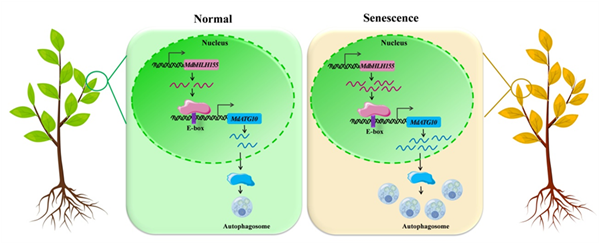 西北农林科技大学(758)苹果抗逆与品质改良创新团队马锋旺教授/龚小庆副教授课题组揭示自噬参与苹果叶片衰老调控的转录机制
