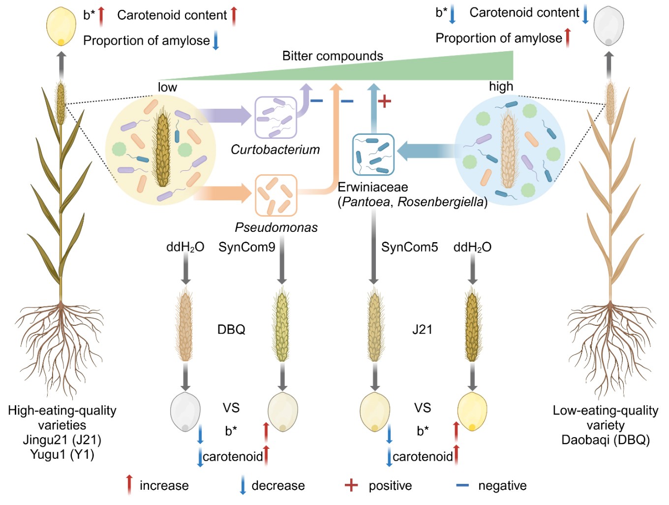 中国农业大学资环学院张福锁院士团队宋春旭课题组与山西农业大学李萍课题组合作揭示谷子叶际微生物组影响品质机制