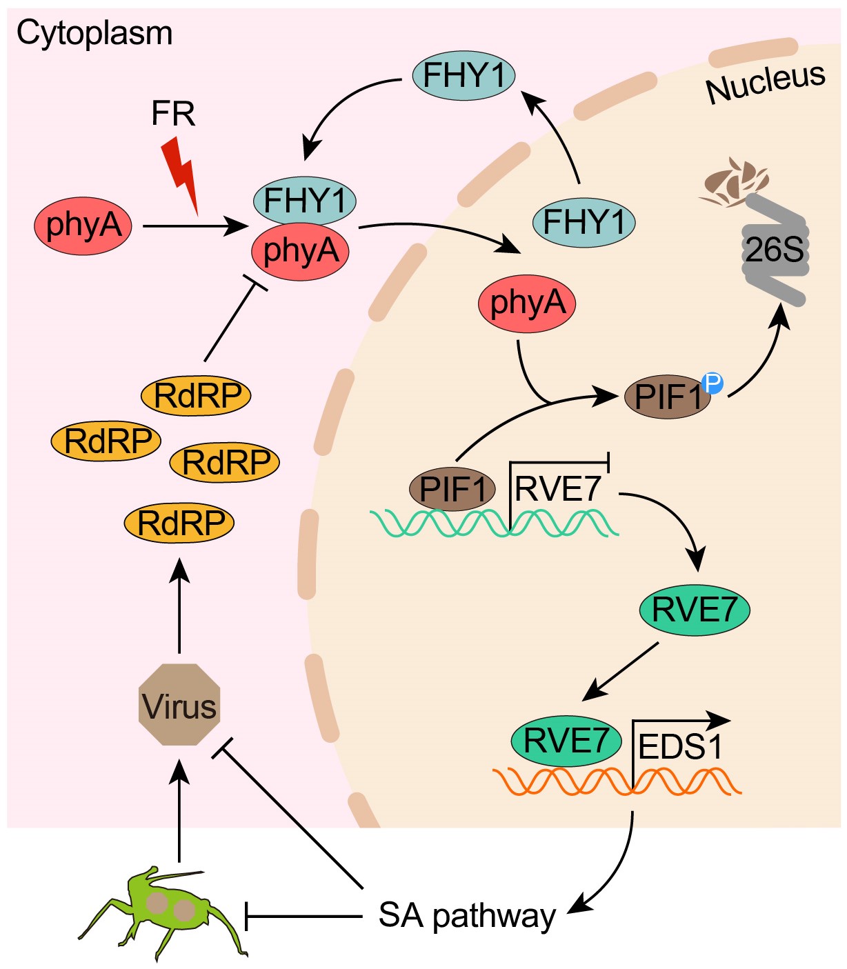 清华大学生命学院刘玉乐课题组合作揭示远红光调控植物抗病毒免疫的新机制