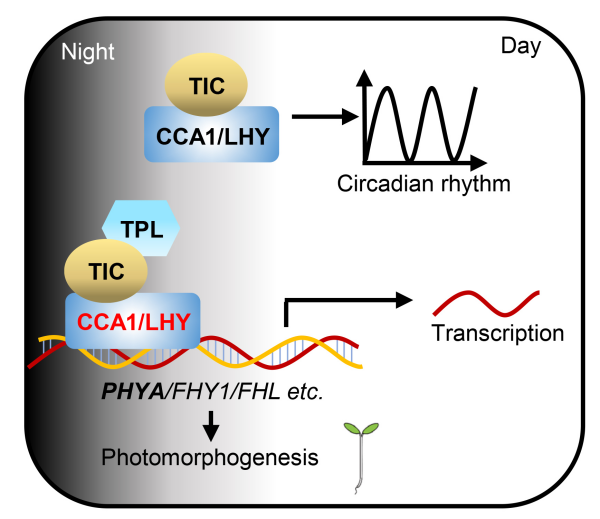 科学家解析生物钟“早晨复合体”反馈调控远红光信号机制