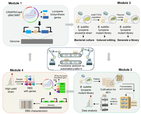 枯草芽孢杆菌染色体研究取得进展