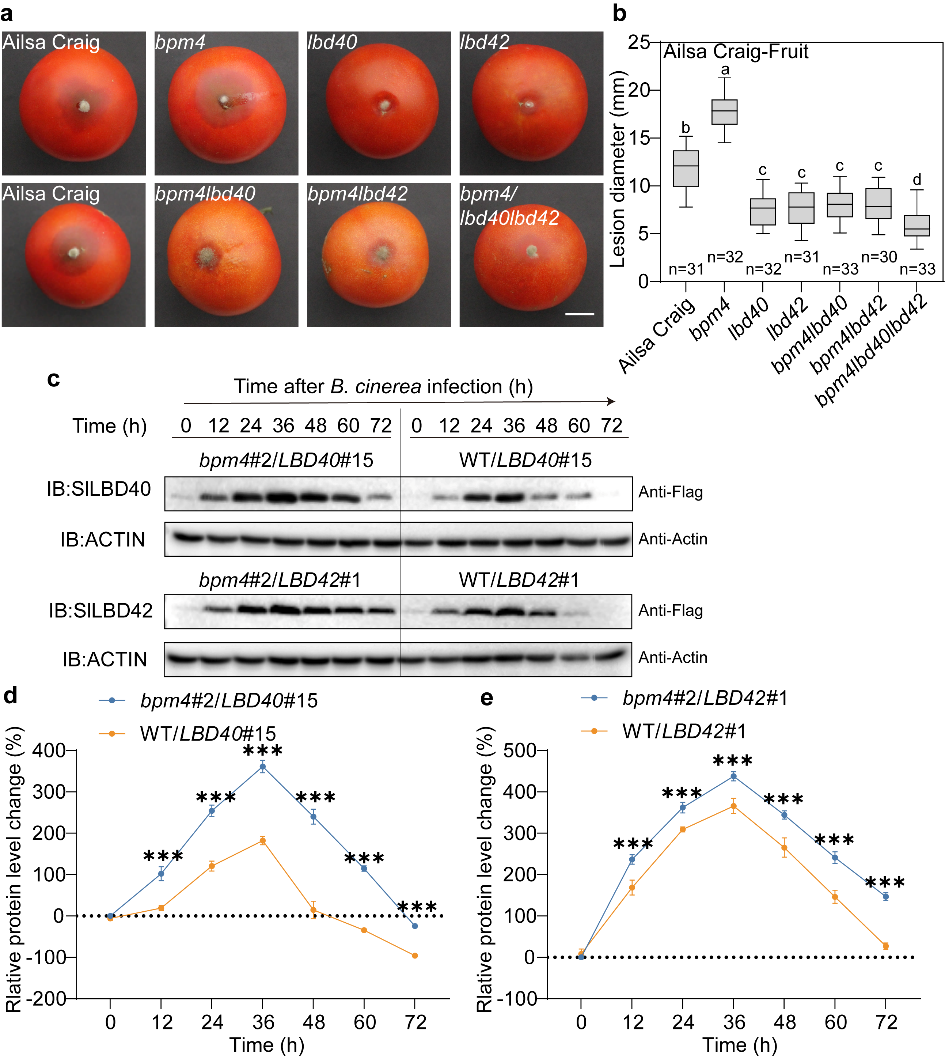 中国农业大学园艺学院郭仰东、张娜团队解析番茄生长和防御动态平衡密码