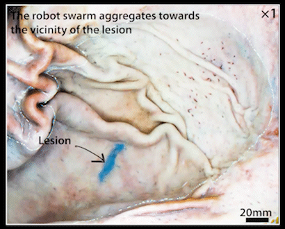 哈工大谢晖教授团队研制微型仿鱼机器人集群助力高效药物递送