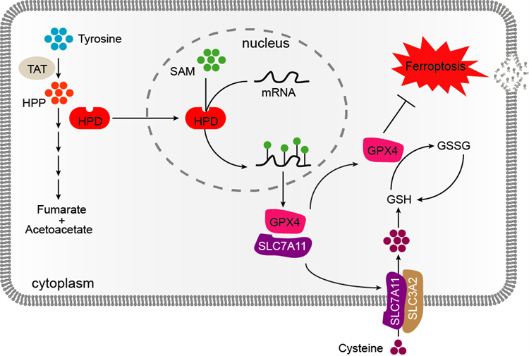 南开团队在RNA m6A修饰领域取得重要进展