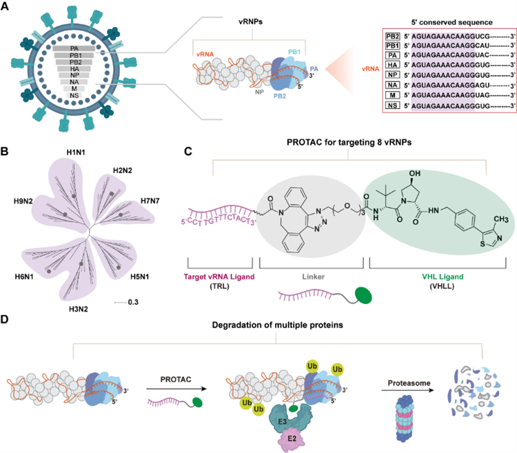 南开团队开辟广谱抗甲流新路径