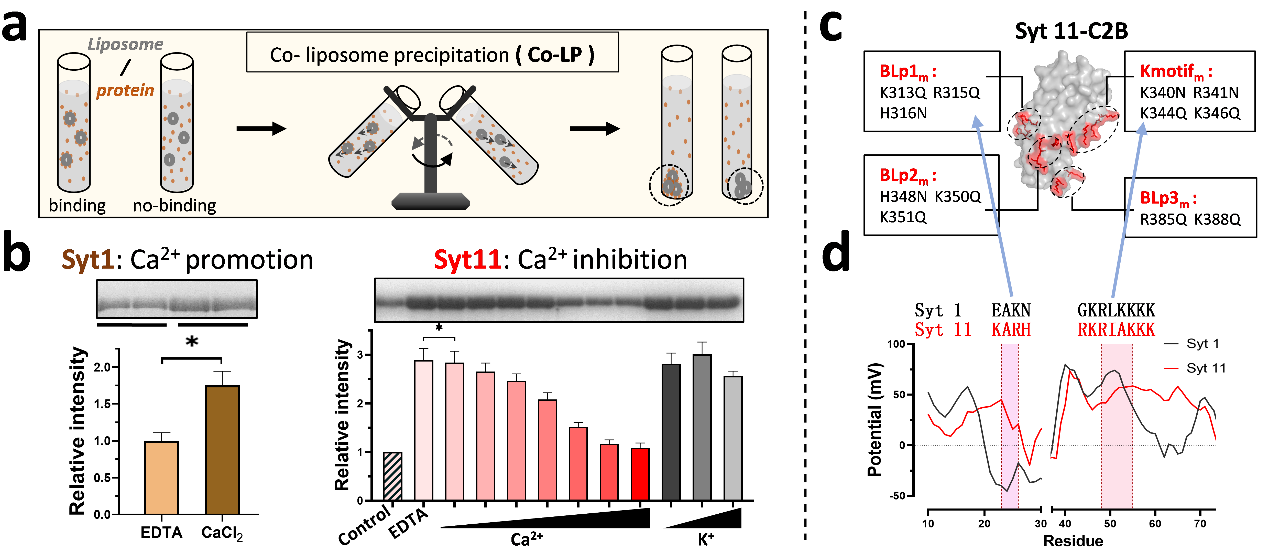 西安交大徐华栋/王昌河团队揭示神经元兴奋-分泌偶联平衡新机制