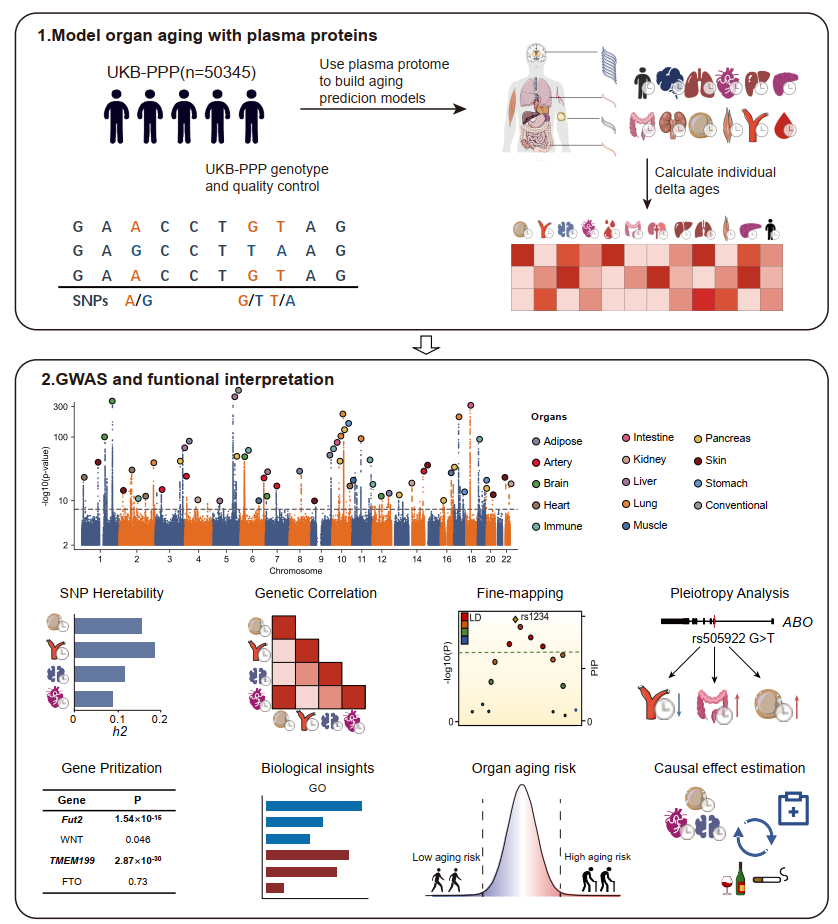 西安交大科研人员在揭示器官衰老遗传机制方面取得重要进展