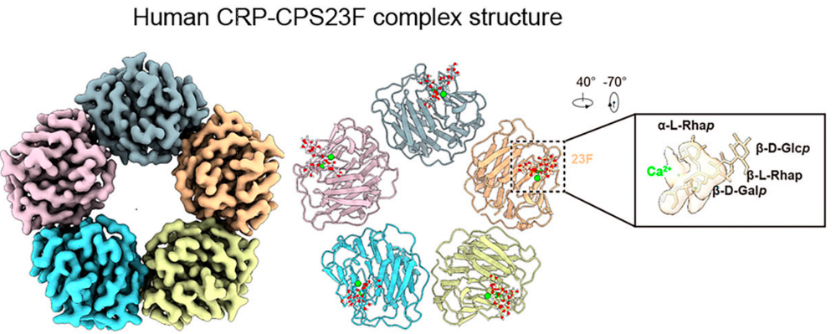 清华大学基础医学院张敬仁课题组揭示血浆C反应蛋白介导肝脏杀菌功能