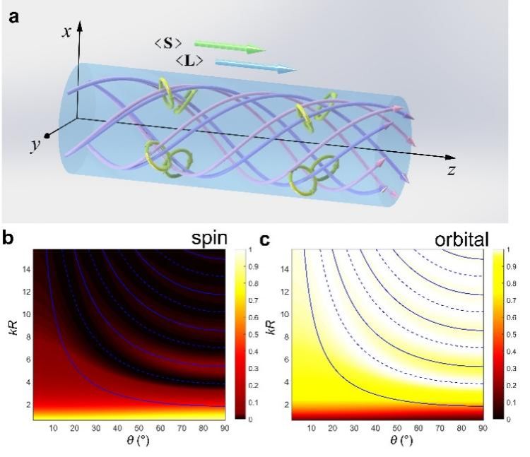 南京大学物理学院梁彬和程建春课题组揭示声波的全局自旋-轨道耦合效应