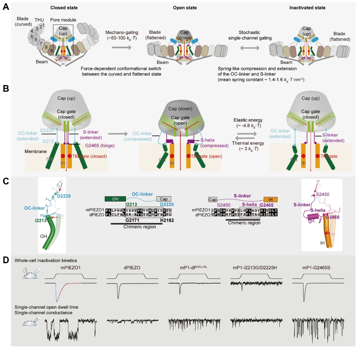 清华大学药学院肖百龙课题组揭示机械力受体PIEZO离子通道的力学门控新机制