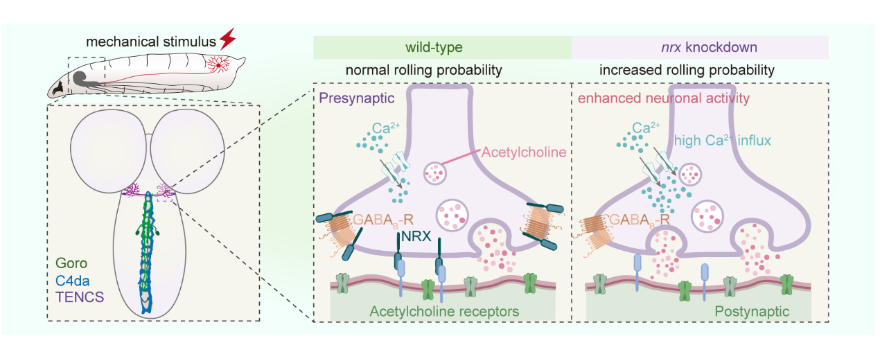 东南大学谢维团队在《Science Advances》上发表最新成果