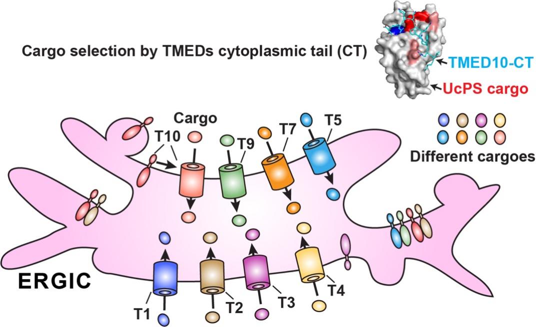 清华大学生命学院葛亮课题组合作揭示TMED蛋白家族选择性调控非经典分泌的分子机理