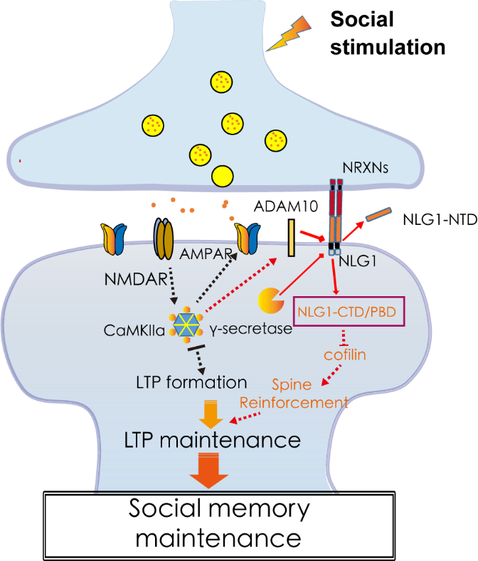 东南大学谢维、加正平团队联合报道自闭症关联分子NLG1调控小鼠社交记忆维持的机制