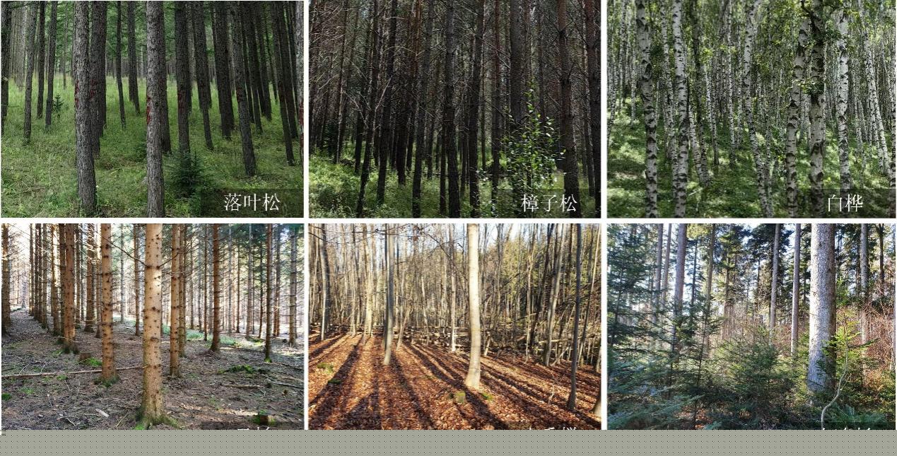 资源所科研团队在森林结构精细化监测中取得新进展