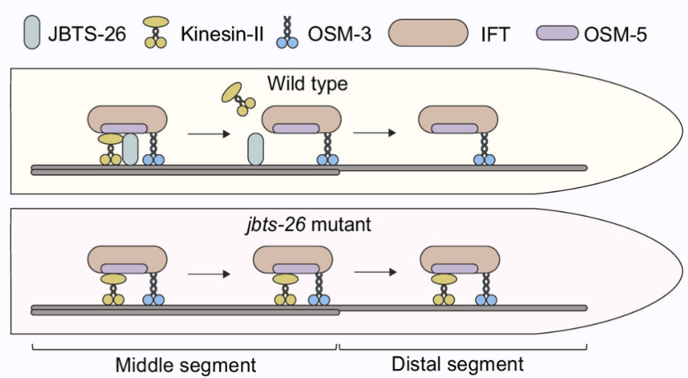清华大学生命学院欧光朔课题组揭示Joubert综合征相关蛋白调控分子马达区域特异性运输分子机制