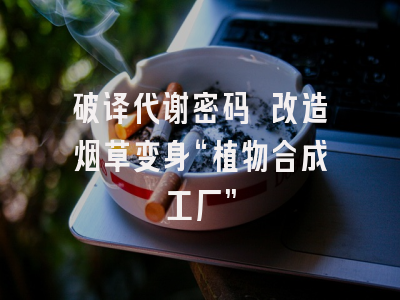 破译代谢密码 改造烟草变身“植物合成工厂”