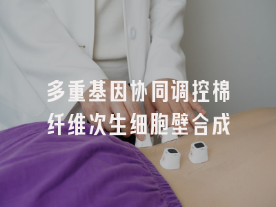 多重基因协同调控棉纤维次生细胞壁合成