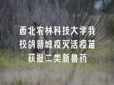 西北农林科技大学我校鸽新城疫灭活疫苗获批二类新兽药