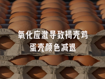 氧化应激导致褐壳鸡蛋壳颜色减退